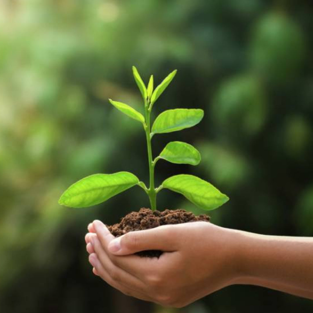 Ein Service zum Ausgleich von CO2-Emissionen